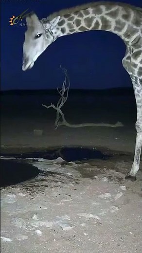 Thirsty Giraffe Stops By before Sunrise