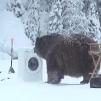Amazing Bear Encounter