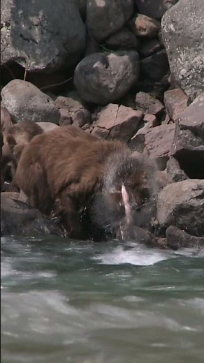Salmon: A Keystone Species