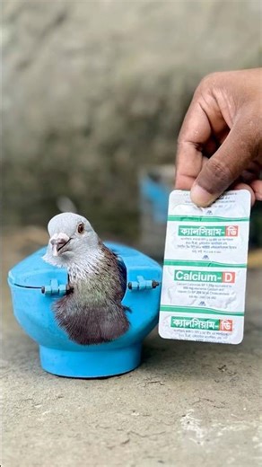 Calcium-D for Pigeons: Essential Supplement for Strong Bones | Pigeon Health Tips