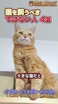 4 people who shouldn't own cats #Shorts