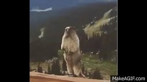 Groundhog Scream on Make a GIF