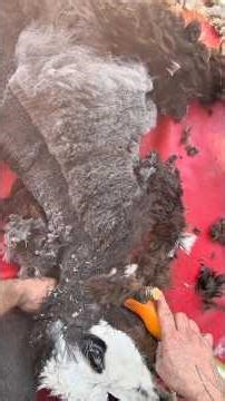 Shearing A Beautiful Gray Alpaca From Start To Finish #shearing #alpaca #farmlife #animalcare