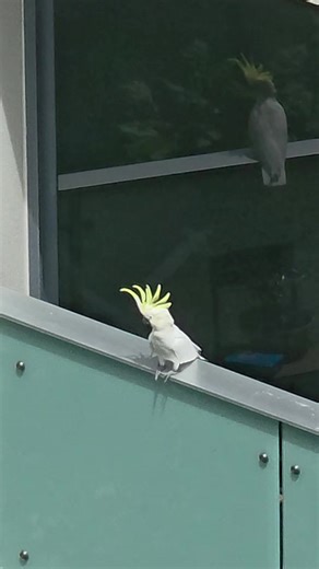 Cockatoos: Charming Everyday Visitors in Nature