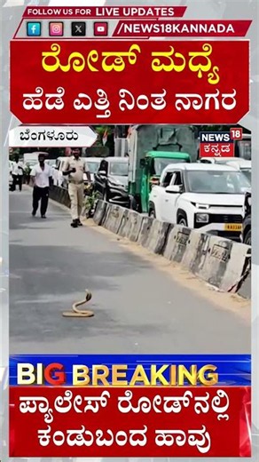 Snake In Bangalore | ಪ್ಯಾಲೇಸ್ ರಸ್ತೆಯಲ್ಲಿ ಹೆಡೆ ಎತ್ತಿ ನಿಂತ ನಾಗರಹಾವು | N18S