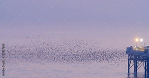 Murmuration of a big flock of starlings over the sea by Brighton pier at sunset