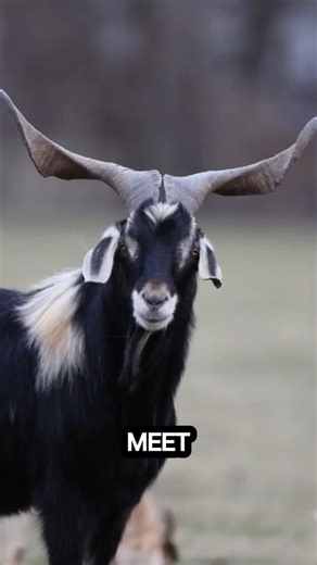 Kiko Goat: The Toughest Goat in the World‼️ | Learn Animals With Gen Z #shorts#animals#goat