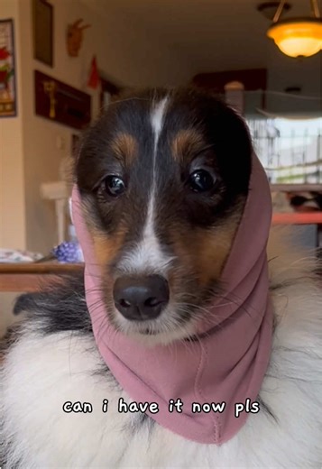 KollaDog Liquid Collagen for Healthier Joints and Coats