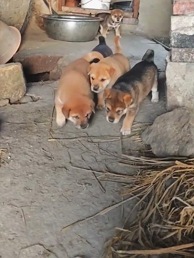 These puppies playing outside are too cute for words 🐾😍 #puppies #adorable