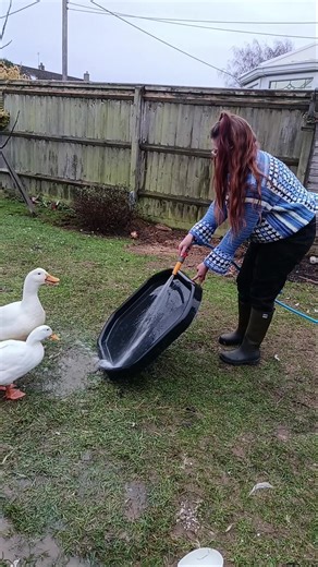 Two ducks... Both raised the same but ones an absolute mischief maker and ones a sweet angel. #pekinducks #angryduck #funnyducks