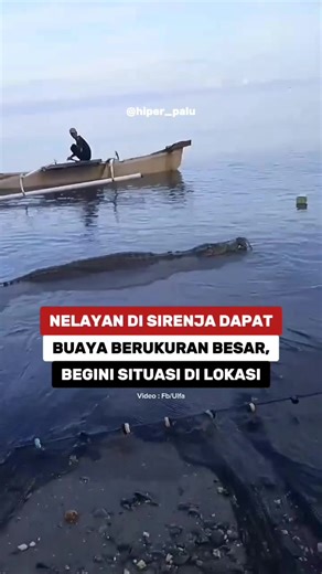 Buaya Terjebak di Jaring Nelayan di Sirenja