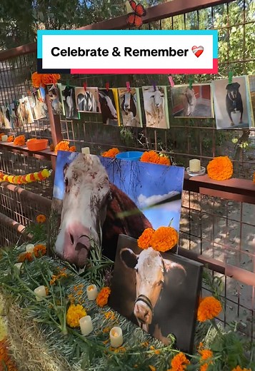 Today, we celebrate Día de los Muertos for our beloved animal companions who have crossed the Rainbow Bridge. Join us in remembering the joy, love, and unforgettable moments they brought into our lives 🌈💚 #diadelosmuertos #petloss #celebratelife #rememberme #animalrescue