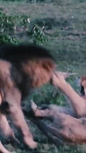 619K views · 1.9K reactions | Wild male lions bully all other female lions in the pride | Discover TV | Facebook