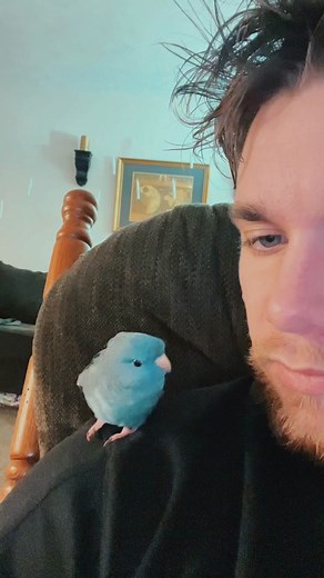 Pet Birds: Learning About Different Bird Species