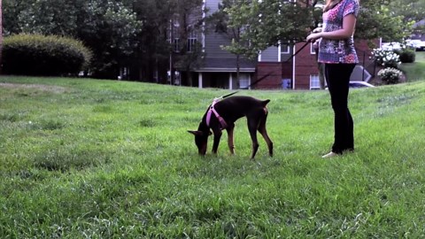 RED DOBERMAN PINSCHER PUP KONA (FAN SUBMITTED)