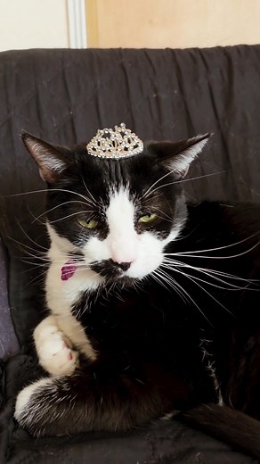 ¡El rey de la casa es Movistar Internet! Contrátalo por $16.990 por 12 meses. | Movistar Chile