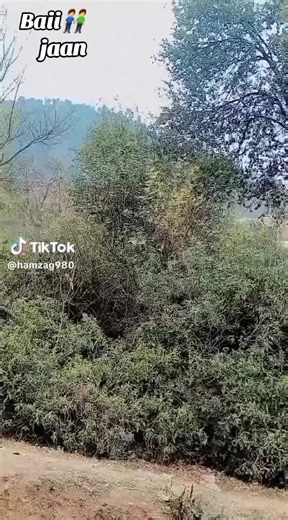 sar phira shakarii (@shakarii59)’s videos with original sound - 🐅 ( مانی ٹائیگر) بھارکہو 1🐅