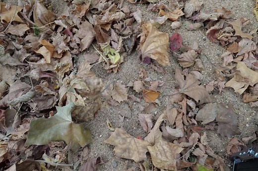 Exploring the Wolf Spider Habitat and Behavior