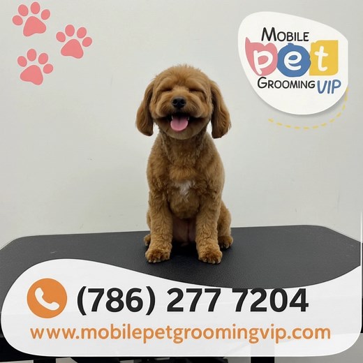 Nothing beats a fresh VIP finish. 💛 | Mobile Pet Grooming VIP