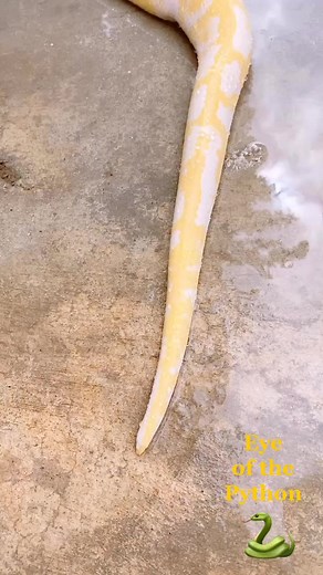 Snuggles the Snake. #snugglesthesnake #snake #snakelove #python #reptile #thorsreptilefamily #coronaca