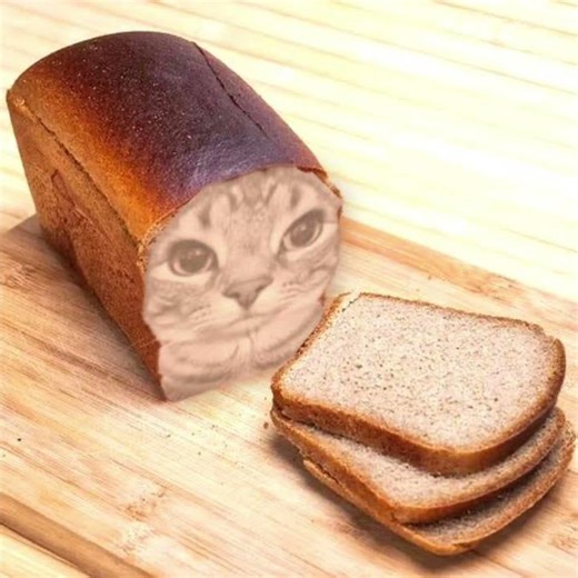 Bread Cat Meme