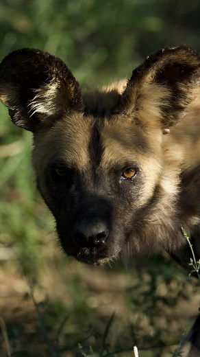 Sound on 🔊 Two different packs of African Wild Dogs collide. Yesterday evening two packs of these endangered canines collided. Resulting in utter chaos as the two packs began fighting with each other. After all my time in the bush I’ve never experienced or heard vocalisations like this. It was late evening and after this we lost sight of the packs scattered in every direction. We decided to stop for drinks as dusk set in and listened to the packs, long-distance contact call known as a “hoo- cal