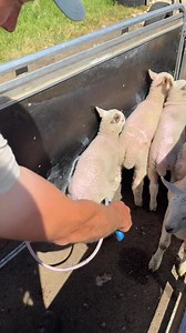 147K views · 2.4K reactions | Doing my annual Clik talk. I used to just do two big strokes either side of the lamb until a friend at Elanco asked if i’d actually read the back of the bottle…. . I’m always conscious of trying to do everything right on here and set a good example so this is me making up for all the videos I did doing it the wrong way  | The Sheep Game | Facebook