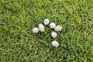 What ever happened to white dog poop so popular in the 1970s?