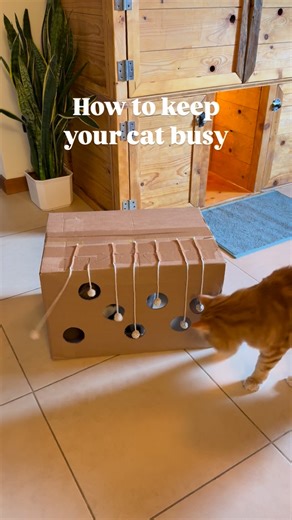 Fra 🌸 | 4 cute cats | This DIY cardboard box with hanging toys keeps curious kitties entertained and no treats needed, just pure feline fun! #cat #catmom... | Instagram