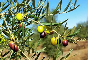 La préparation des olives - Gamm vert