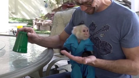 Confusing a Monkey with Magic Tricks!