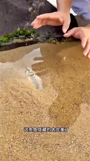 ladke ko fish nhi milti