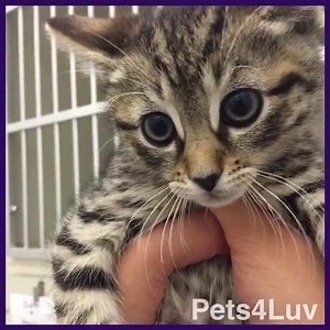 Happy Caturday From the Kitten Krew #caturday #kittens #kittenkrew #catrescue #adoptdontshop #kittenspets4luv #pets4luv | Pets4Luv Foundation