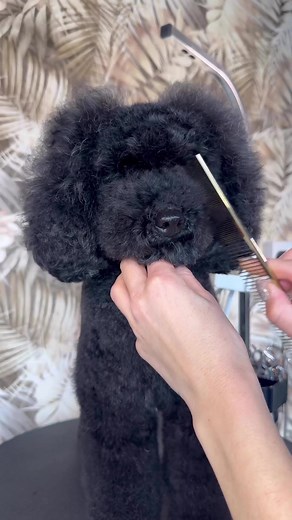 34K views · 688 reactions | Grooming session with my Poodle Olive – a...