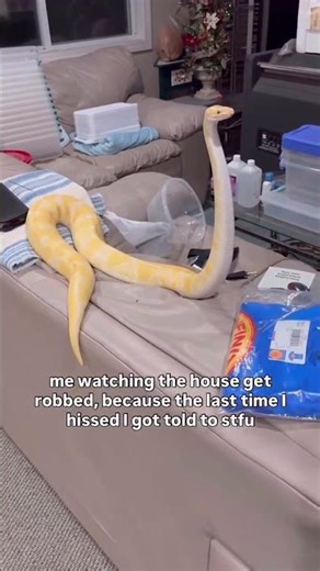 My Ball Python FINALLY Gets Her REVENGE!