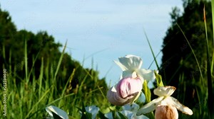 Showy Lady's-slipper - Cypripedium reginae - also known as Pink-and-white Lady's-slipper or the Queen's Lady's-slipper. Beautiful Minnesota State Flower - pink and white on green natural background