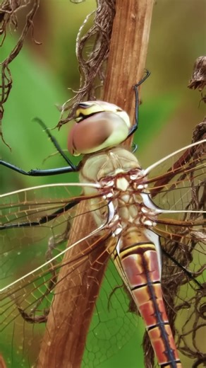 Dragonfly Cleaning Face | Freshly Emerged Female #dragonfly #wildlife #nature