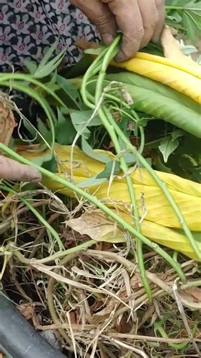 హార్వెస్ట్ చేద్దాం అనుకున్నాను కానీ చెయ్యలేదు || TELUGU GARDEN VLOG