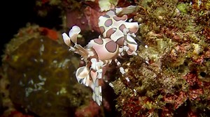 Here are some facts about the "Harlequin Shrimp" found in Dauin: ✅ Vibrant Appearance: The harlequin shrimp (Hymenocera picta) is renowned for its stunning appearance. It showcases vivid colors, with bright blue or purple bodies adorned with contrasting orange spots. ✅ Small but Striking: Despite their relatively small size, usually about 1-2 inches in length, harlequin shrimps grab attention due to their unique coloration and eye-catching patterns. ✅ Pair Bonding: Harlequin shrimp are known for
