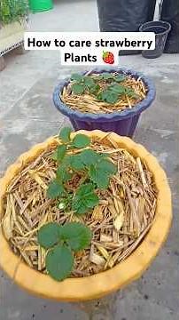 स्ट्रॉबेरी के पौधे की देखभाल कैसे करें |Fix Strawberry Plant Problems with This Easy Hack 🍓 #shorts