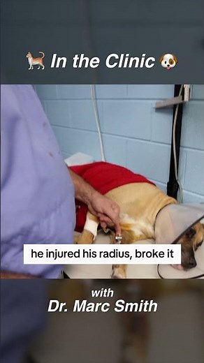 Using External Fixators for Dog Bone Fractures by Marc Smith, DVM, MS