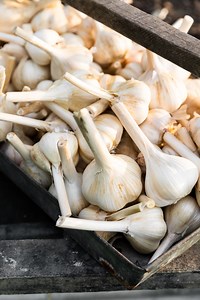 152K views · 6.6K reactions | Curing and storing garlic is the best...