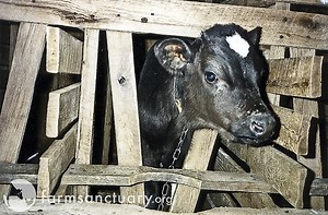 Factory Farming: Cattle
