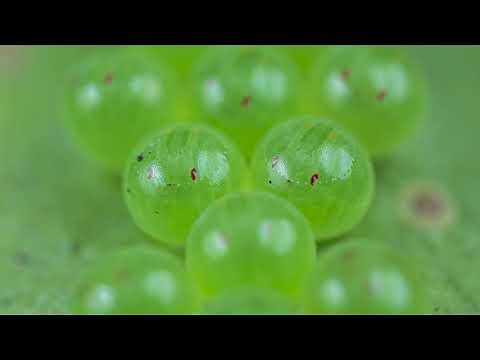 Time-Lapse of Bug Eggs hatching