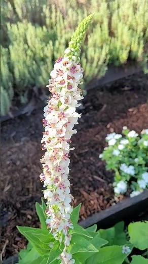 Verbascum