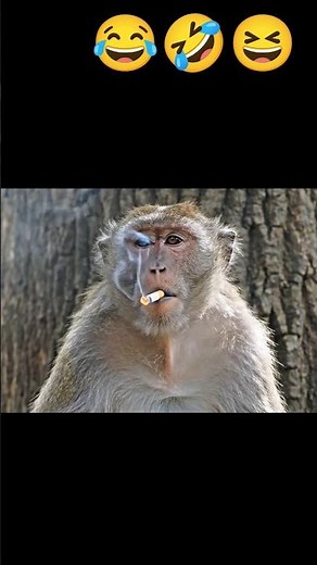 "Monkey Smoking a Cigarette! 😱 or"Monkey Caught Smoking Like a Human! 😂
