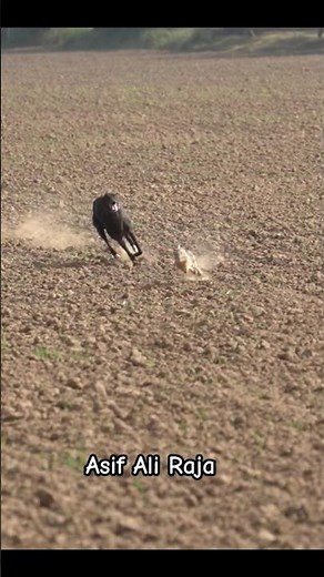 Super Speed Hunting Dogs 2024 / Hare Hunting with Greyhound Dogs #sighthound