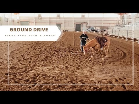 Teaching a Horse the Basics of Ground Driving