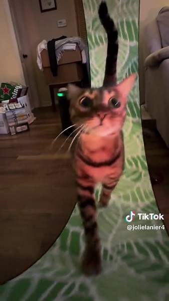 Da Boing Boing: Bengal Cat on a Spinning Wheel