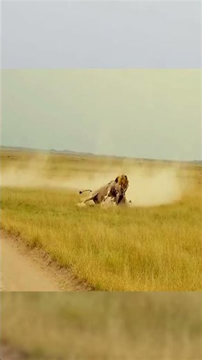 Powerful Male Lion Overpowers A Giant Eland In Dramatic Hunt